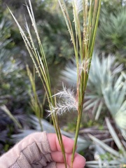 Andropogon floridanus image