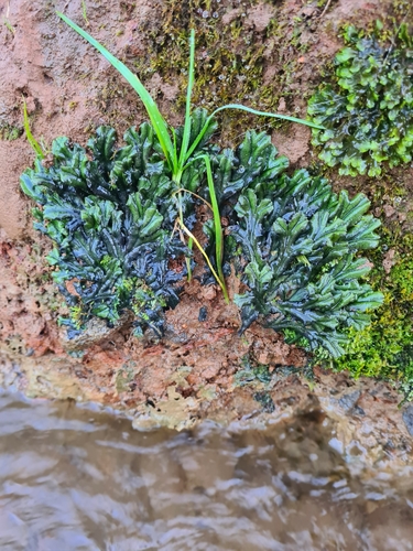 porastnica mnohotvará pravá (Marchantia polymorpha polymorpha)