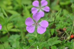 Geranium pylzowianum