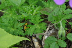 Geranium pylzowianum