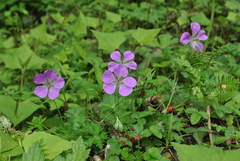 Geranium pylzowianum