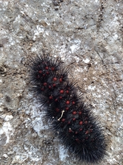 Hypercompe permaculata