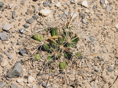 Coryphantha robustispina uncinata