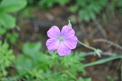 Geranium pylzowianum