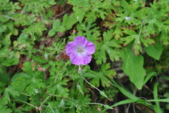 Geranium pylzowianum