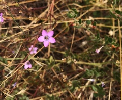 Saltugilia splendens