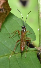 Ischnus inquisitorius