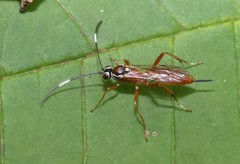 Ischnus inquisitorius