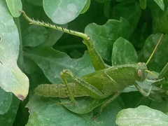 Orthoptera