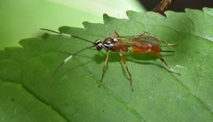 Ischnus inquisitorius