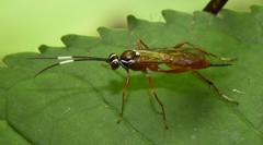 Ischnus inquisitorius