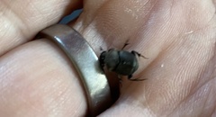 Onthophagus hecate