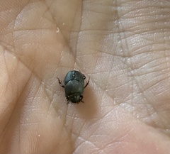 Onthophagus hecate