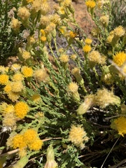 Ericameria martirensis