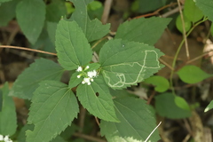 Liriomyza eupatoriella