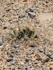 Coryphantha robustispina uncinata