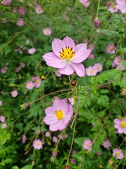 Cosmos pacificus