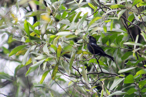Black Flowerpiercer (Diglossa humeralis), photo 10