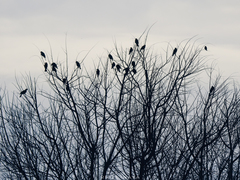 Xanthocephalus xanthocephalus