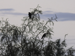 Xanthocephalus xanthocephalus