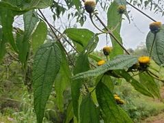 Otopappus epaleaceus