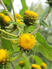 Otopappus epaleaceus