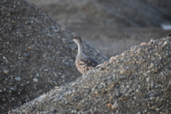 Lophonetta specularioides