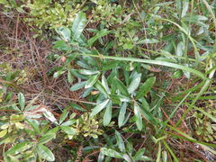 Quercus pumila