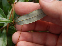 Quercus pumila