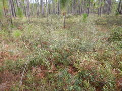 Quercus pumila