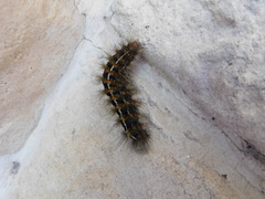 Paracles deserticola