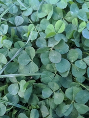 Trifolium repens