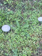 Leucoagaricus leucothites