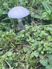 Leucoagaricus leucothites