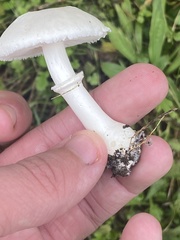 Leucoagaricus leucothites