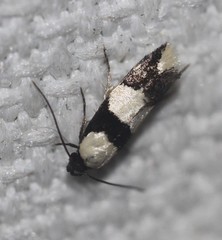 Delophanes anthracephala