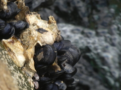 Mytilus