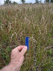 Carex silicea