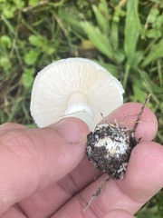 Leucoagaricus leucothites