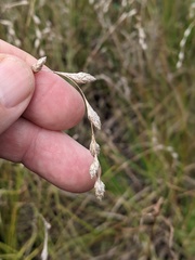 Carex silicea