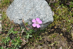 Geranium yunnanense