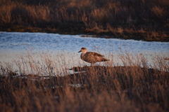 Lophonetta specularioides