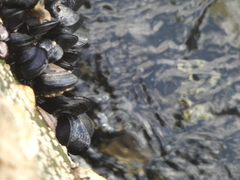 Mytilus