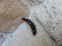 Paracles deserticola