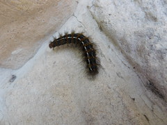 Paracles deserticola