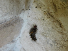 Paracles deserticola