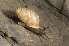 Pseudonapaeus jousseaumei