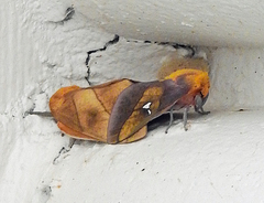 Syssphinx blanchardi