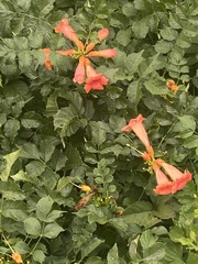 Campsis radicans