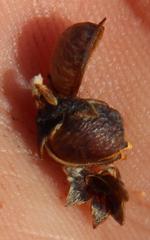 Aspalathus costulata